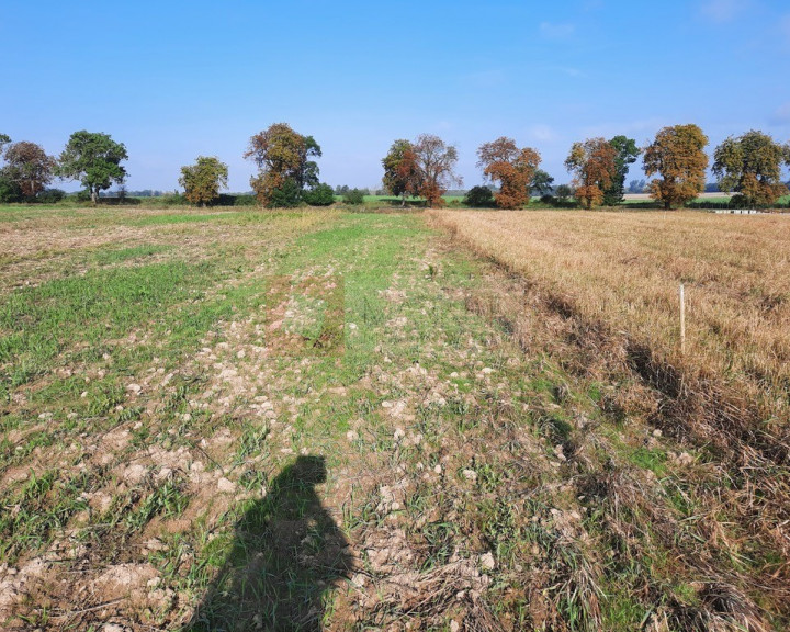 Działka Sprzedaż Kurów