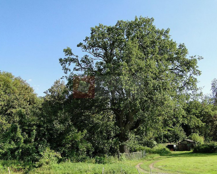Działka Sprzedaż Kurów