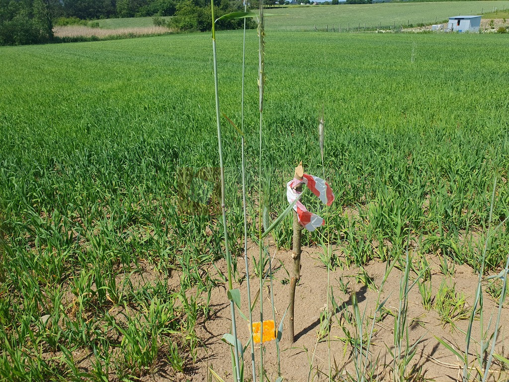 Działka Sprzedaż Zieleniewo