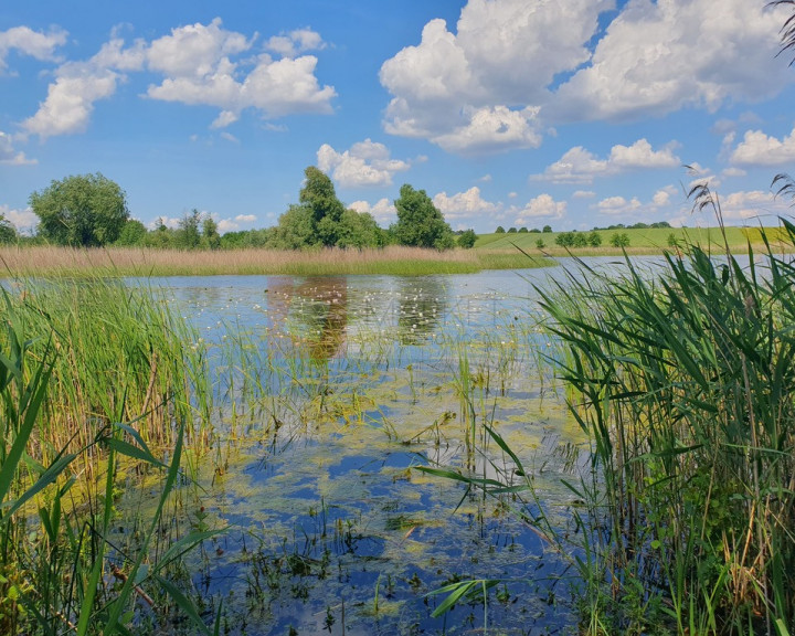 Działka Sprzedaż Zieleniewo